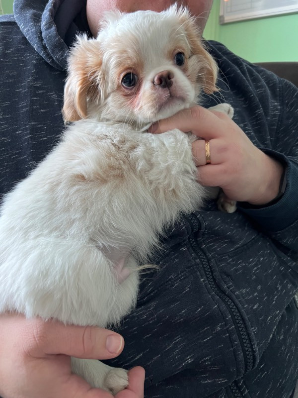 Cavachin