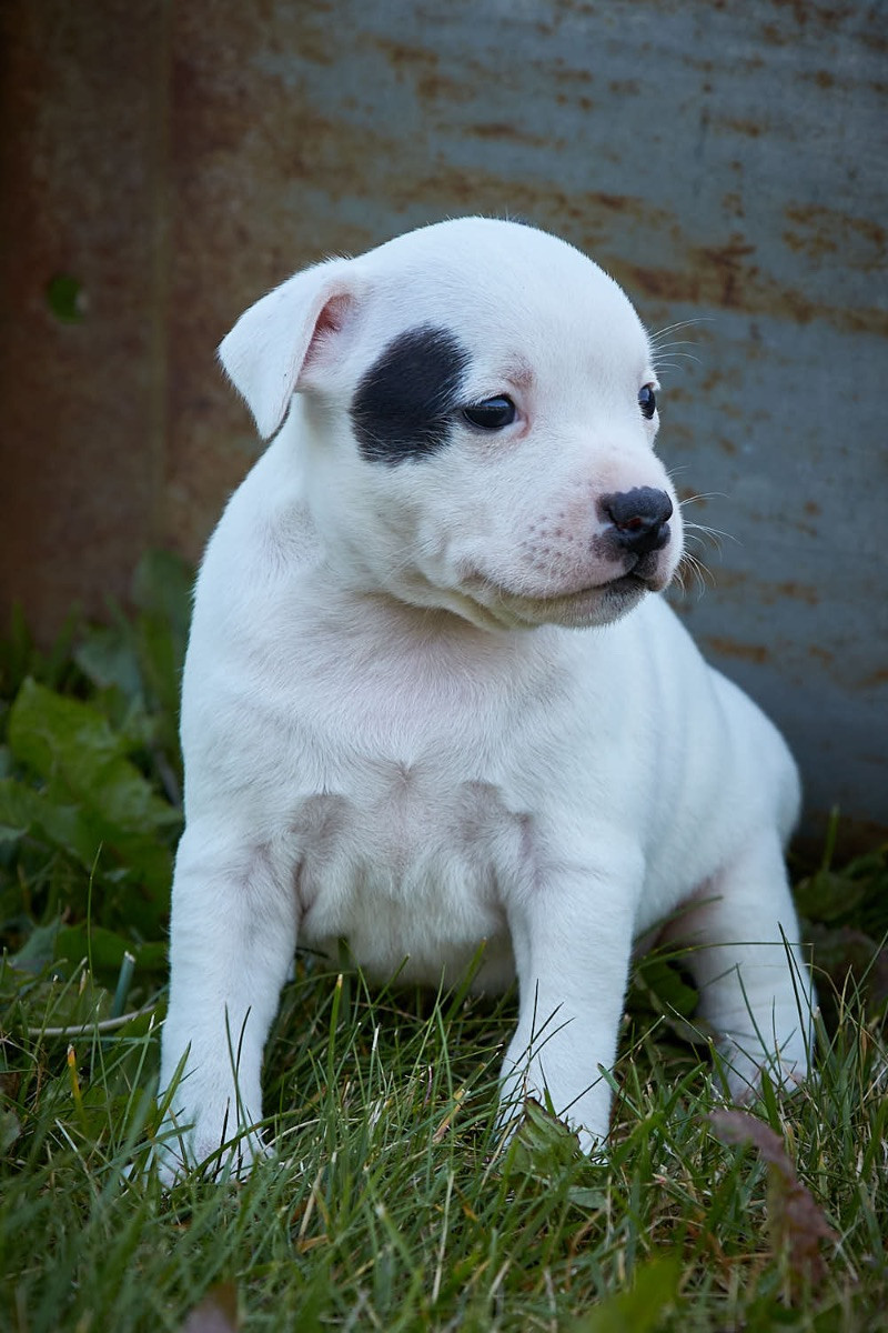 Nordic Canine's Kennell