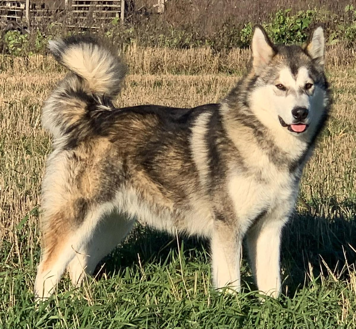 Shannuq's kennel
