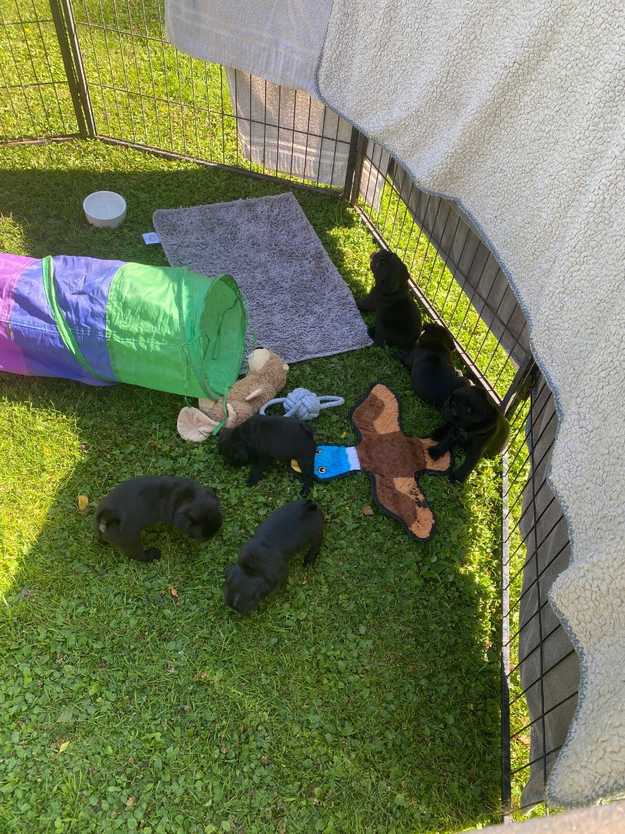 Lillskogsvändans