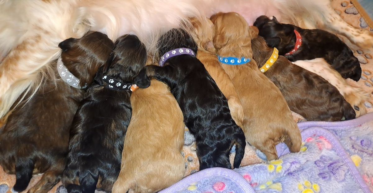 Maltipoo