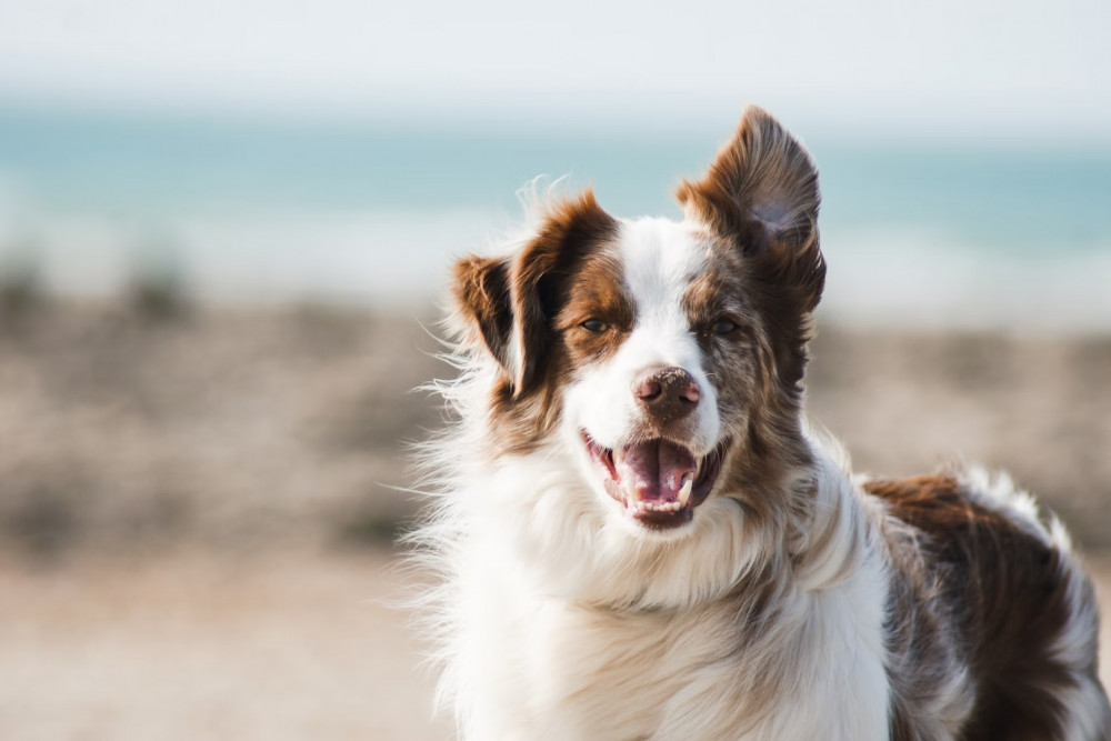 Which Dog Breed Is Right for Me?
