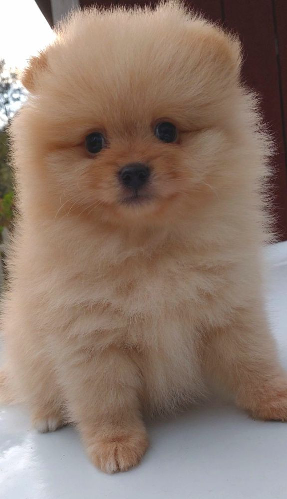 Fluffy Soul's