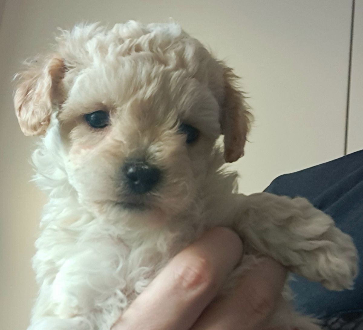 Maltipoo