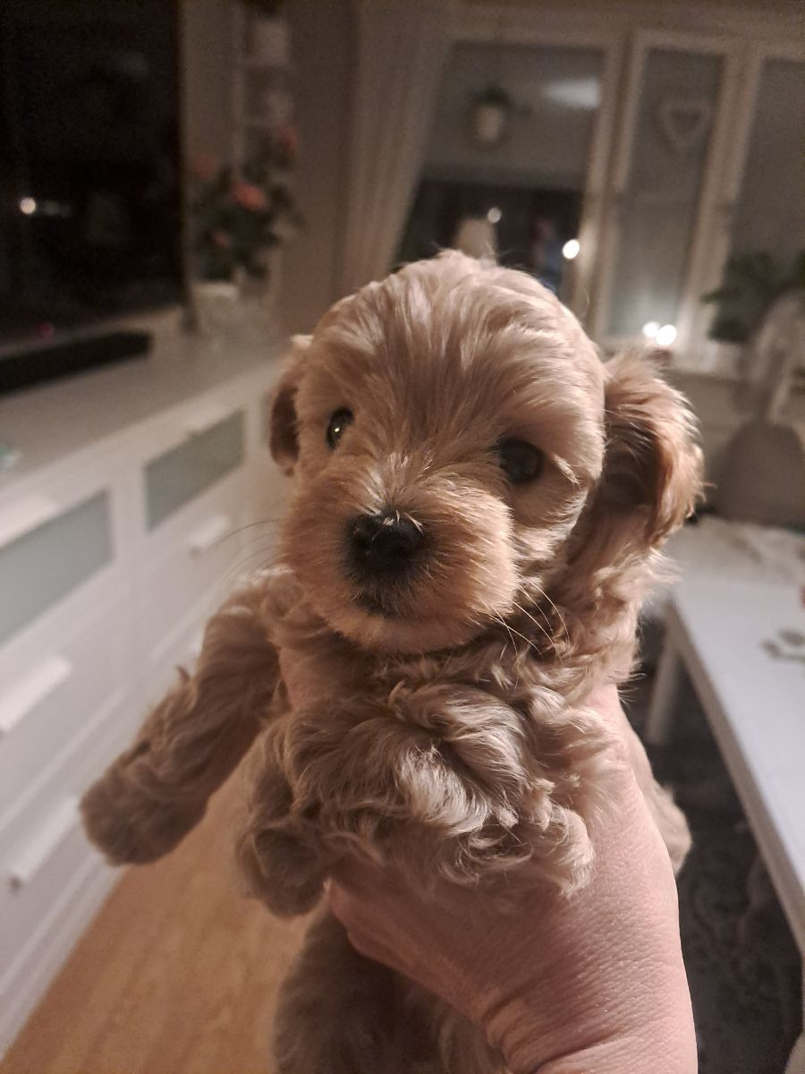Maltipoo