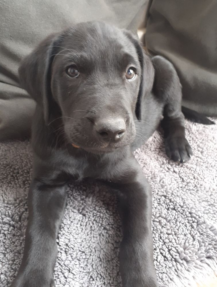 Labrador Retriever