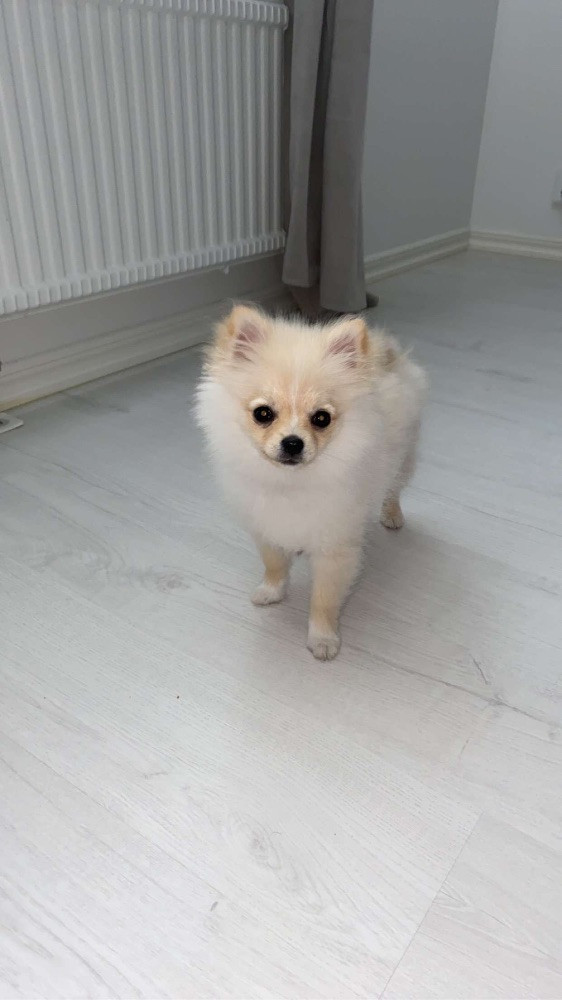 Pomeranian