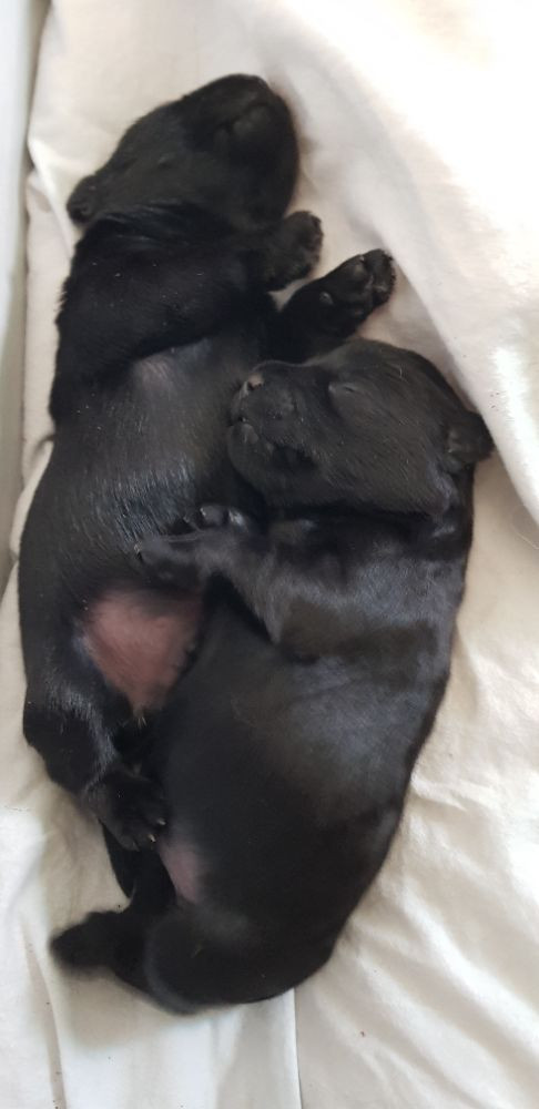 Miniature Schnauzer