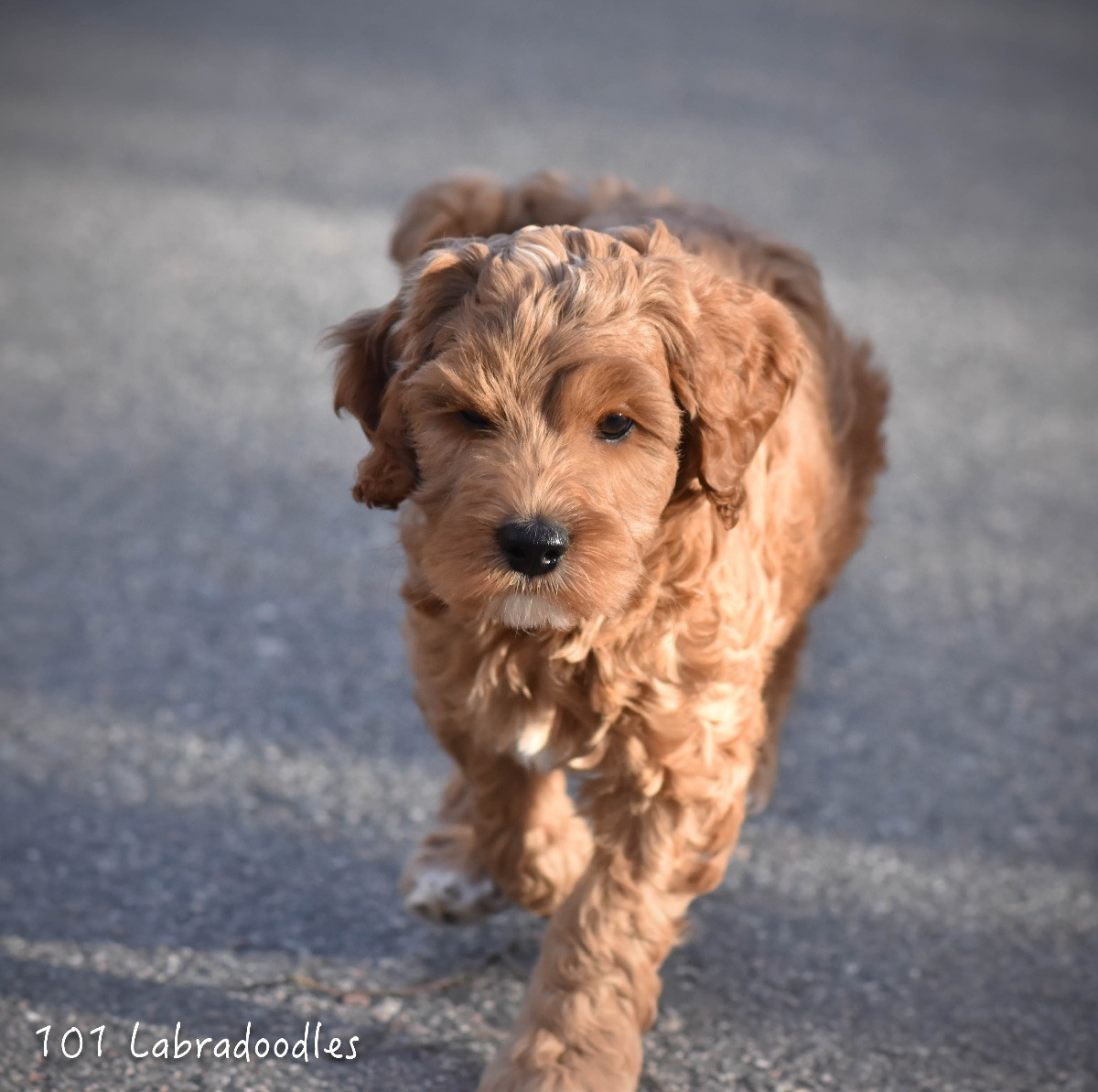 101 Labradoodles