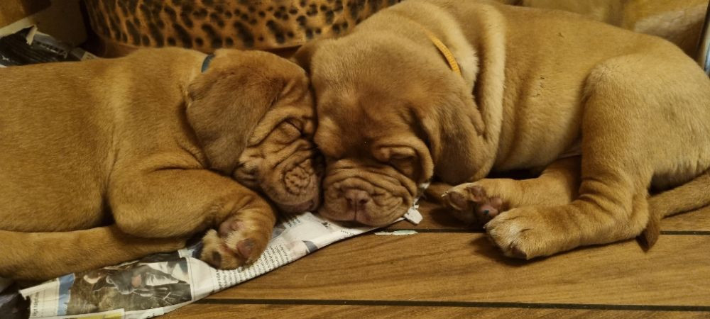 Dogue de Bordeaux