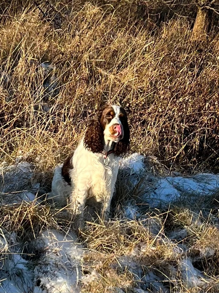English Springer Spaniel