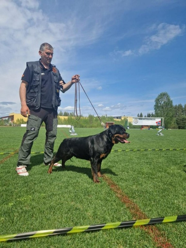 Rottweiler