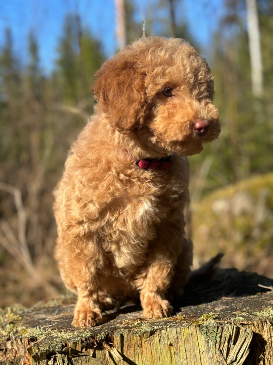 Isadoras Pudel och Cockerpoo