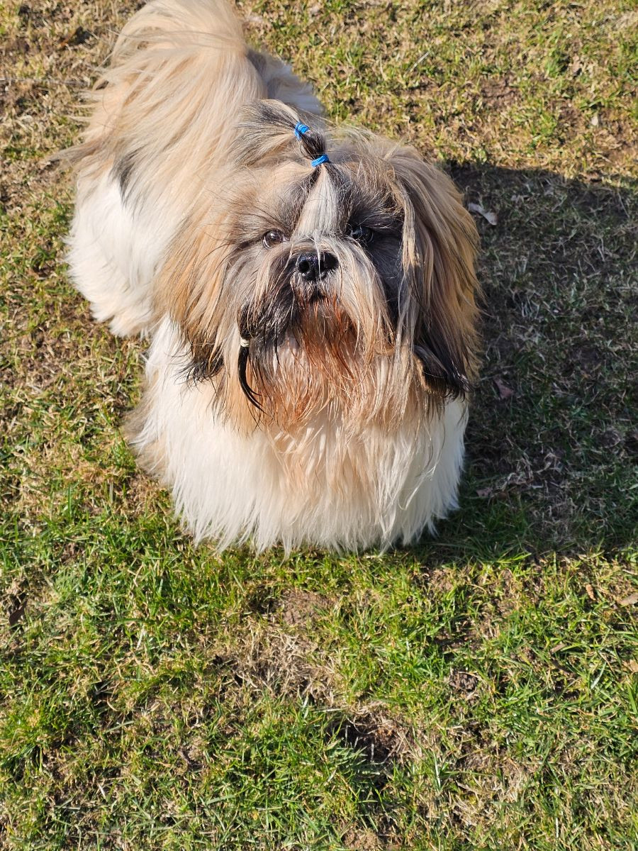 Shih tzu