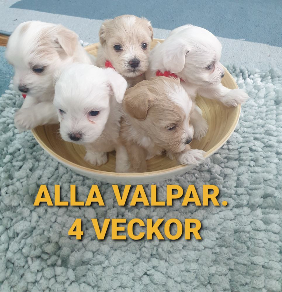Söta valpar