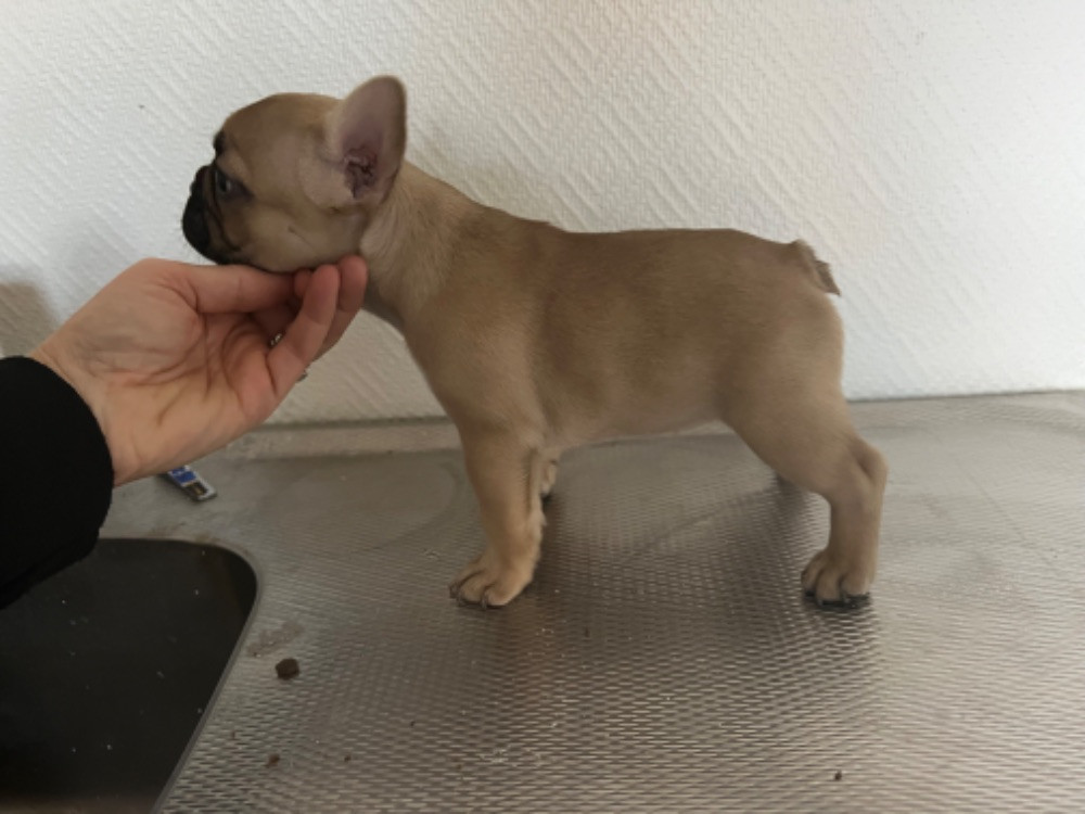 Unique bulldogz