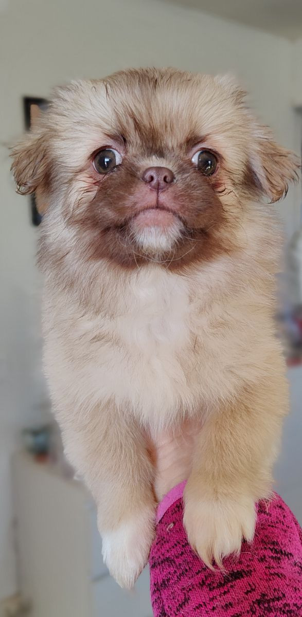 Tibetansk spaniel