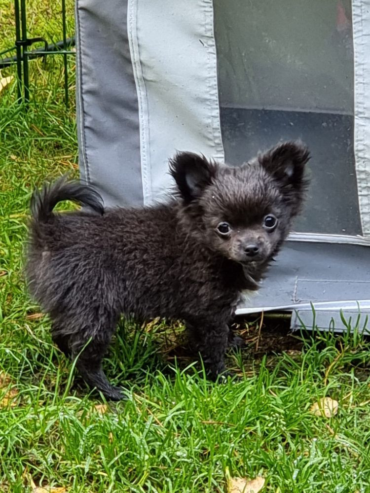 Chihuahua