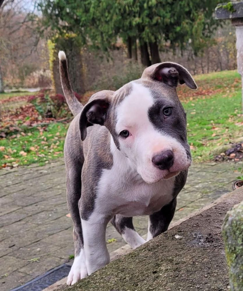 American Staffordshire Terrier