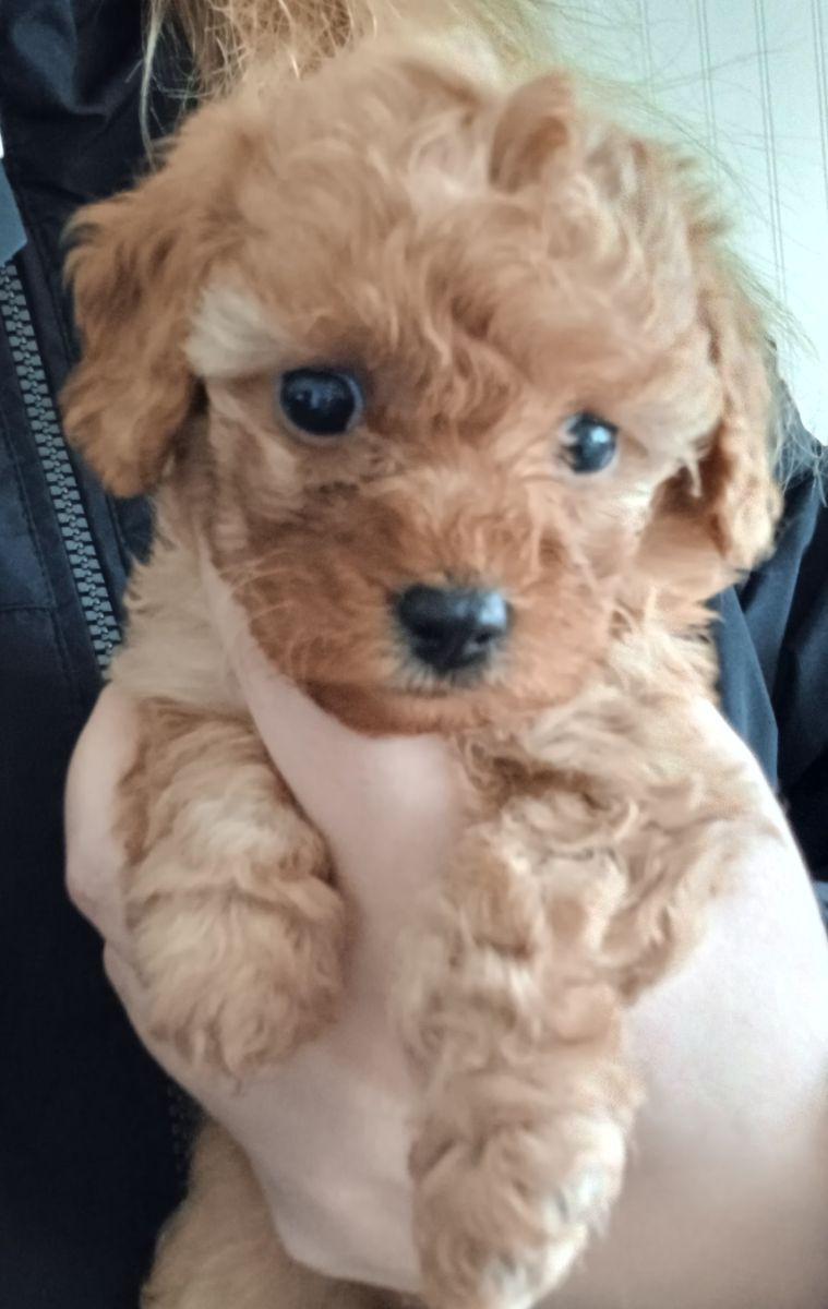 Cavapoo