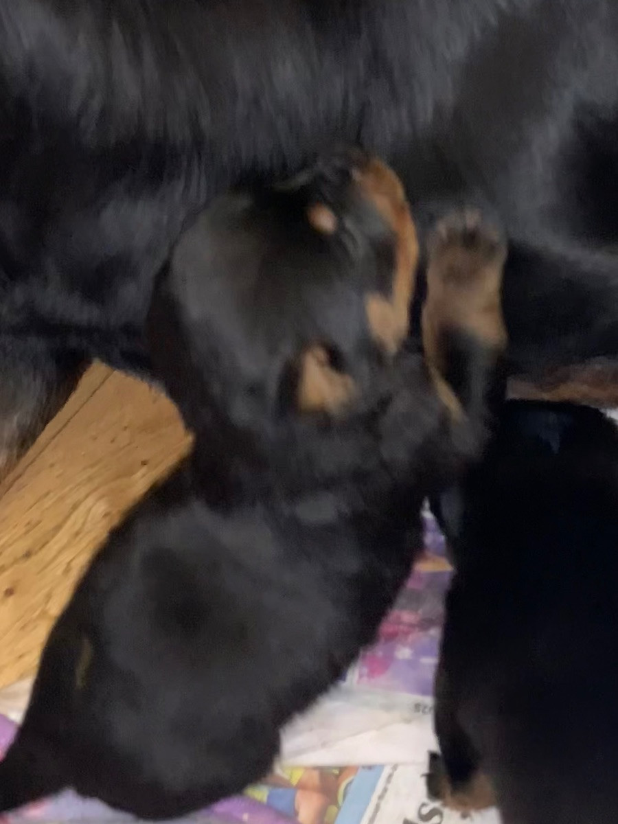 Kennel Tapto's