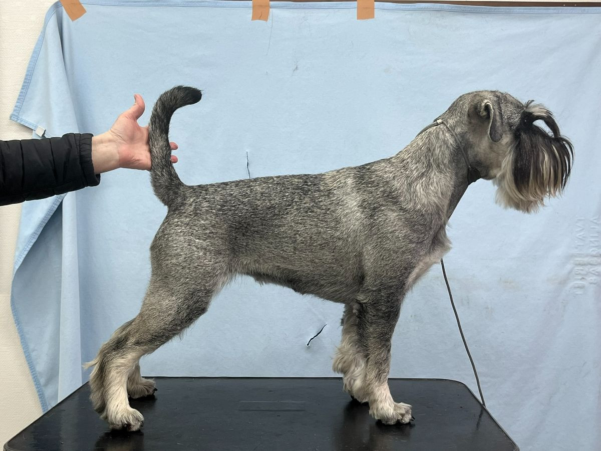 Cubits kennel