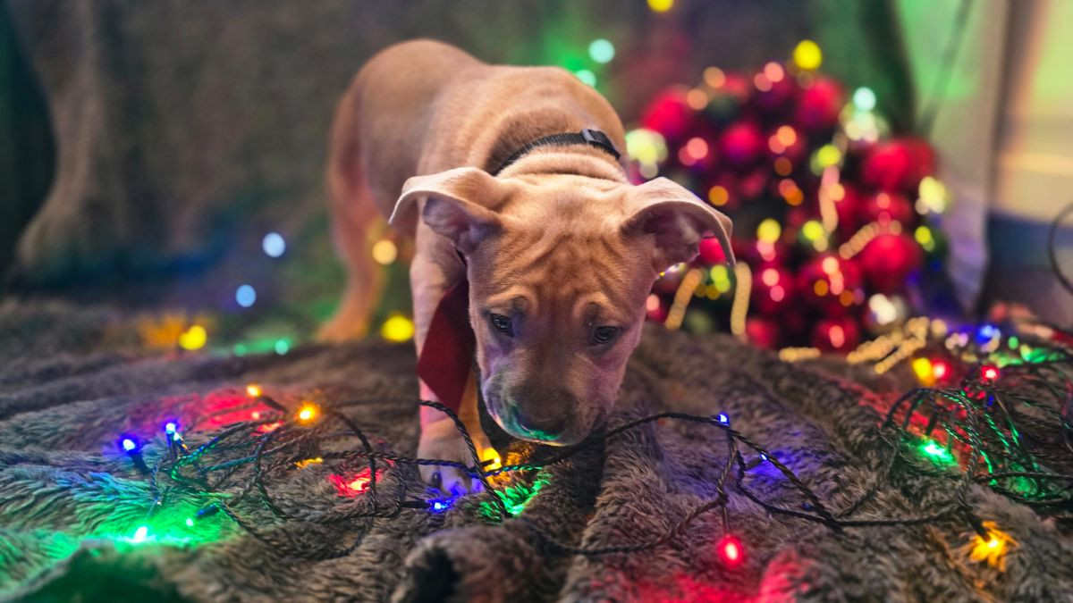 American Bully · 2025-09-09 · Värnamo · Stephanie T.