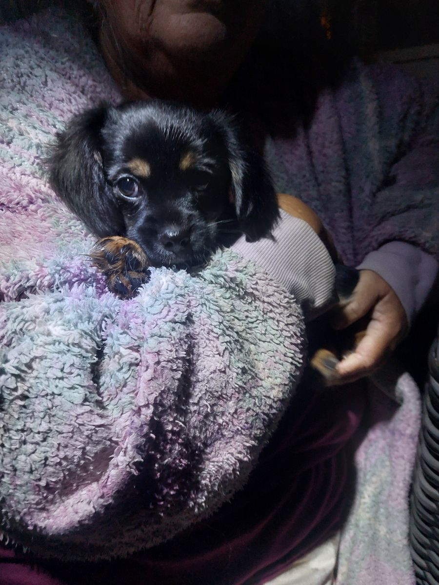 Cavalier Chihuhua Chilier · 2025-09-21 · Skinnskatteberg · Helene L.