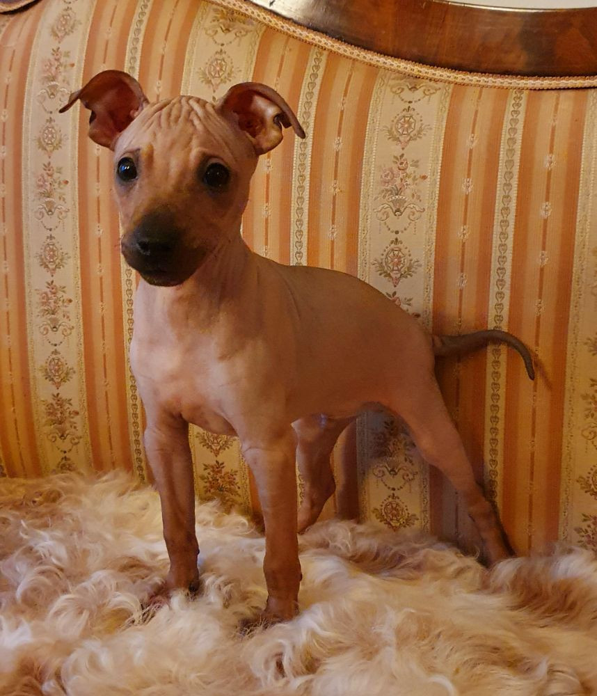 American hairless terrier