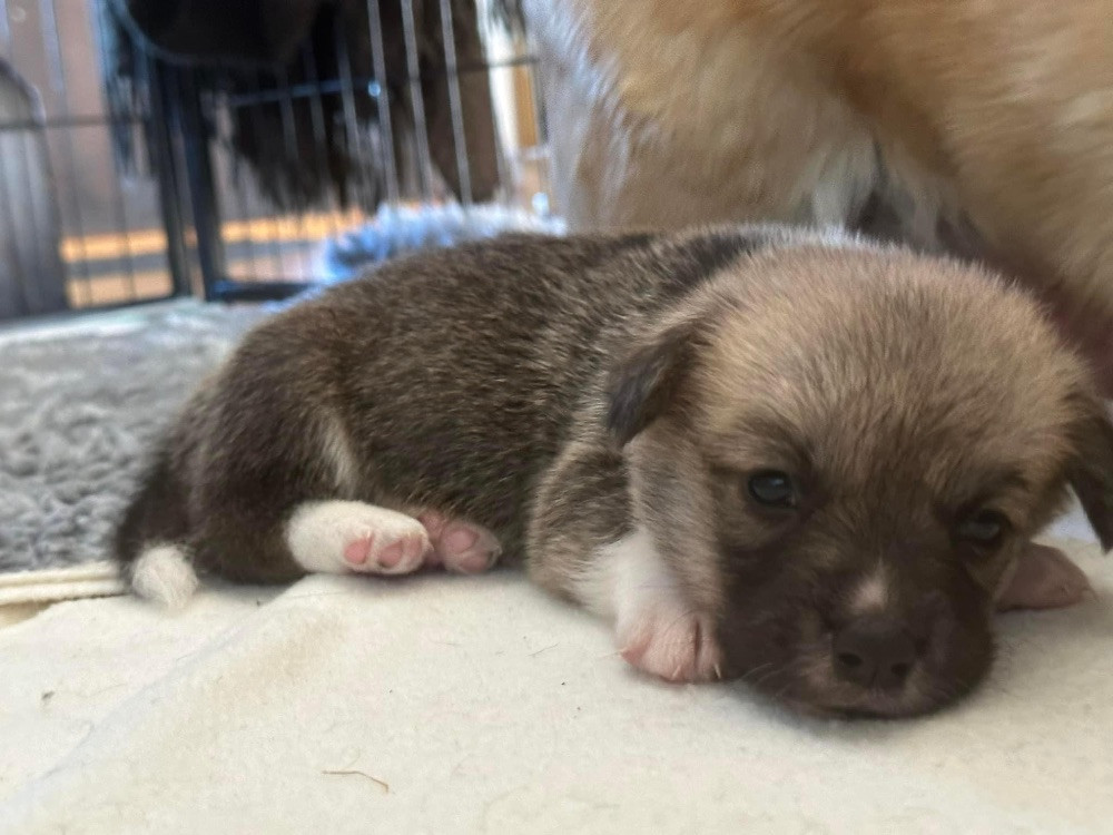 Balsbys corgi