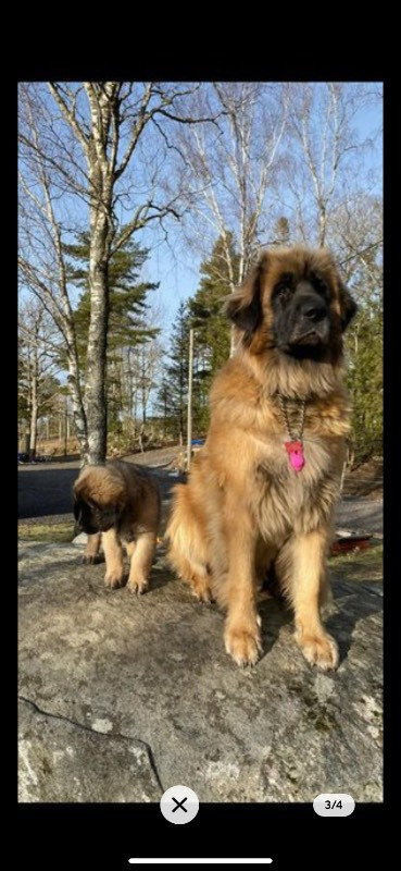 vänerblixtens kennel