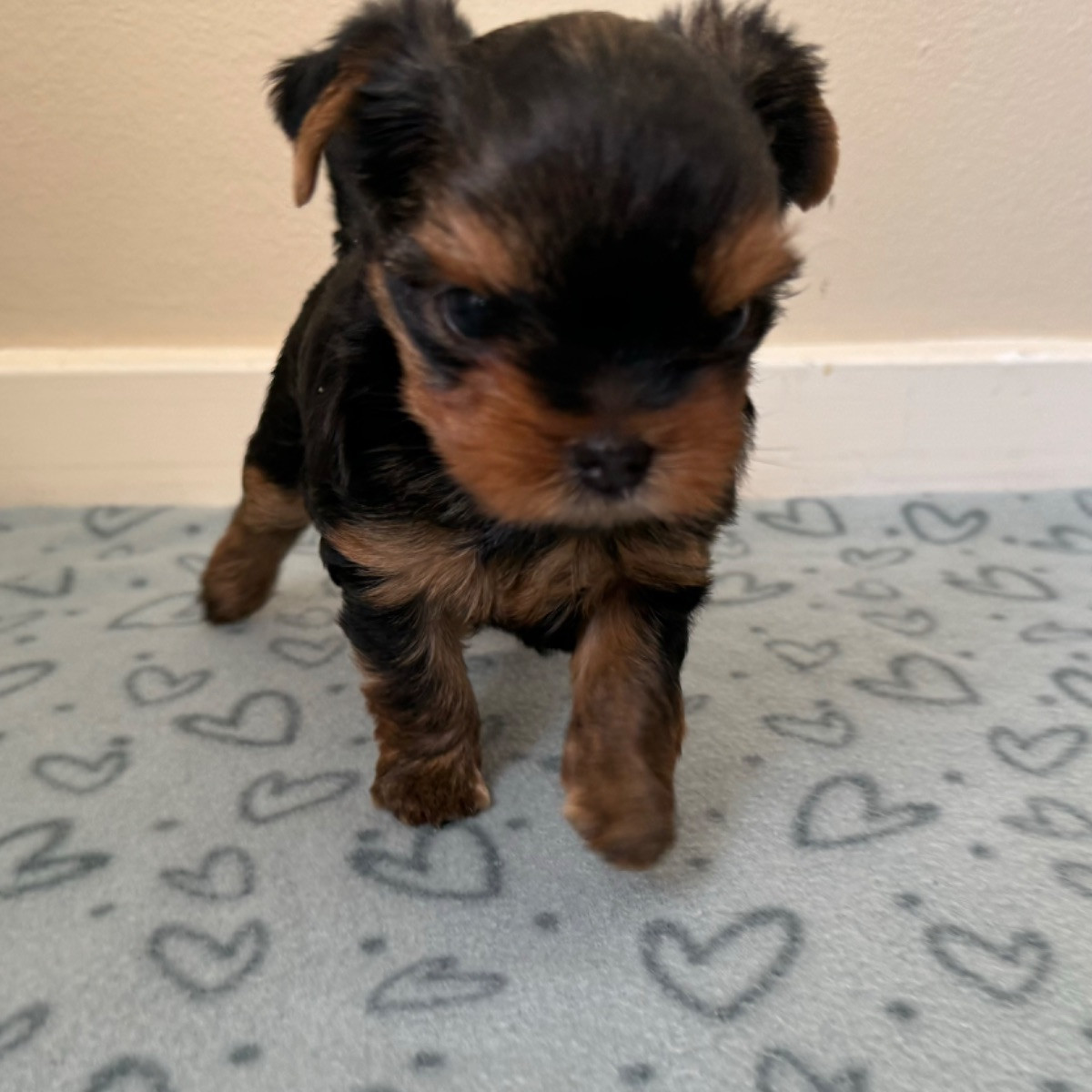 Yorkshire Terrier