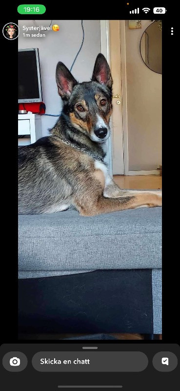 Alaskan husky/schäfer