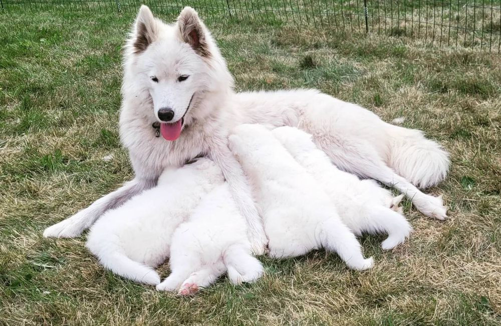 Snowvalley Canines