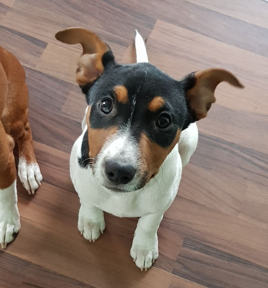 Rat Terrier