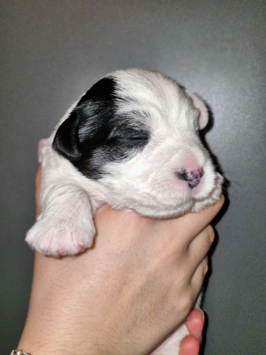 Sealyham terrier