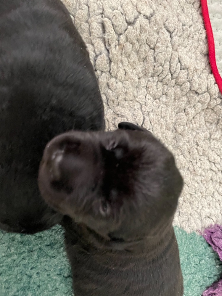 Labtrackdogx