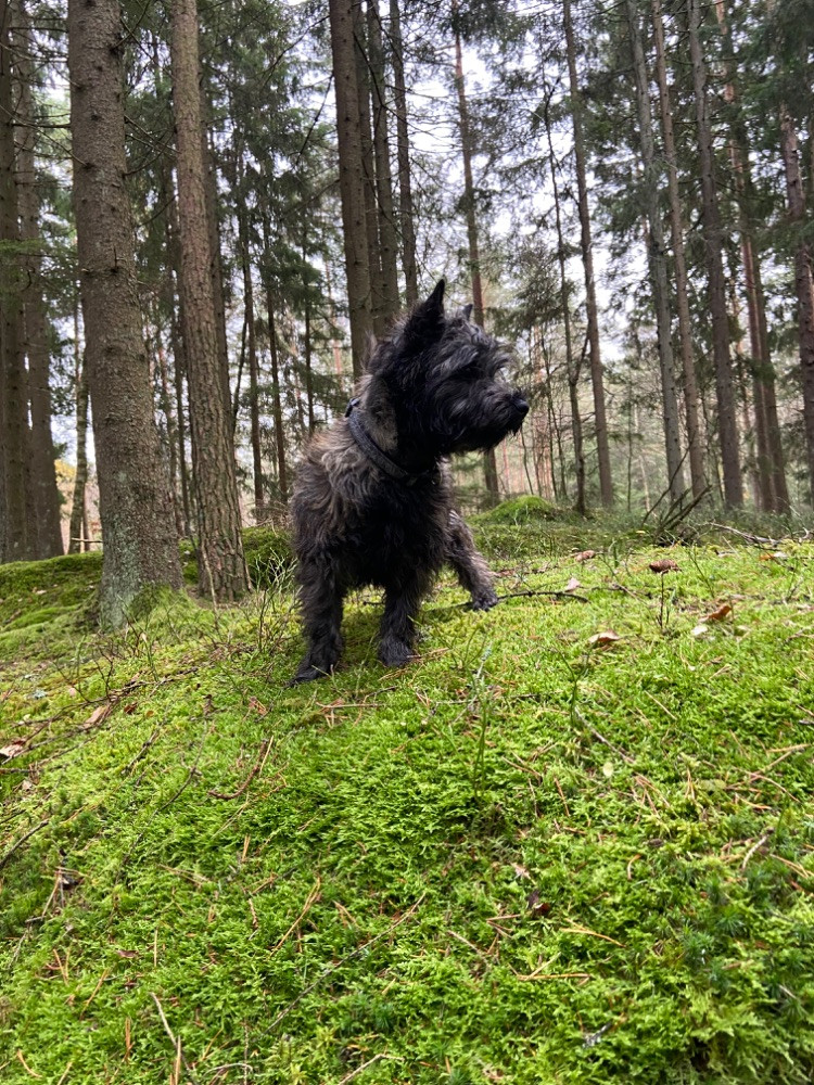 Cairnterrier