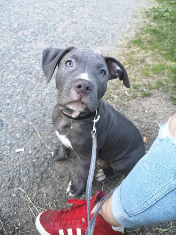 American bully