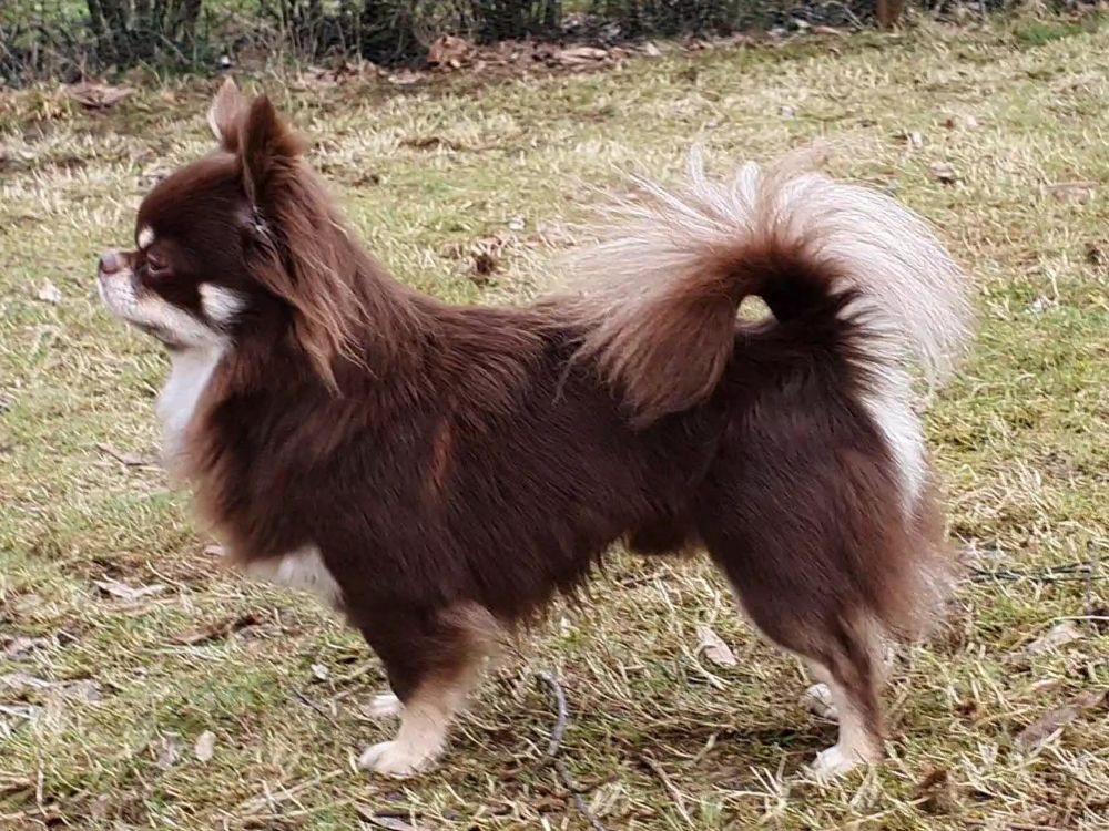 Chihuahua