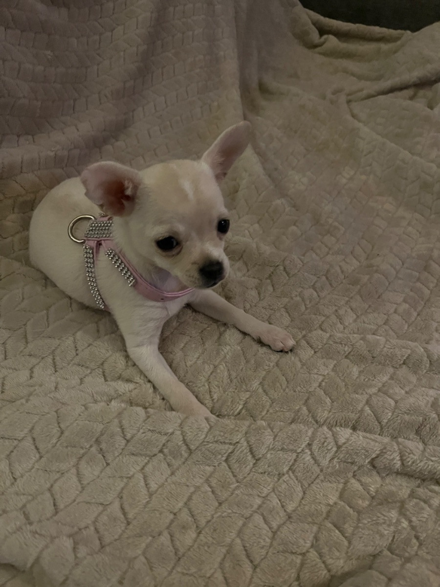 Chihuahua · 2025-09-07 · Bullmark · Marie L.