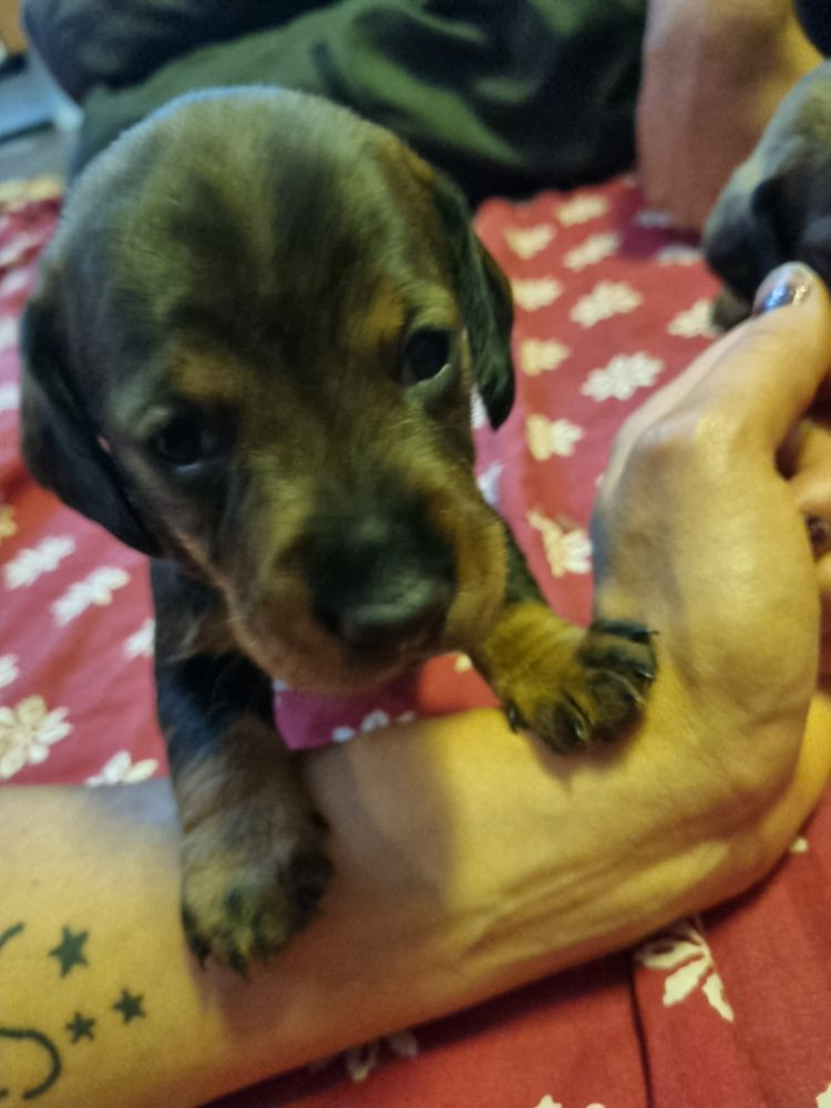 Dachshund