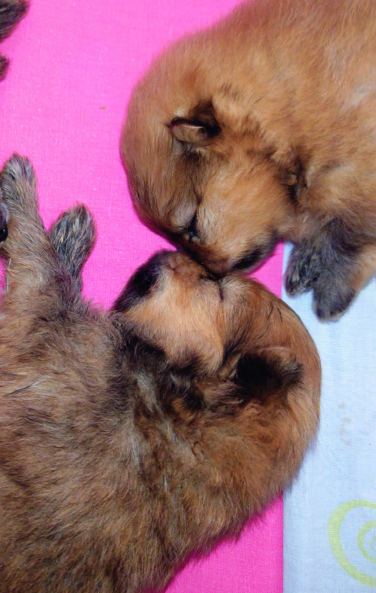 Black Orange's Pomeranian