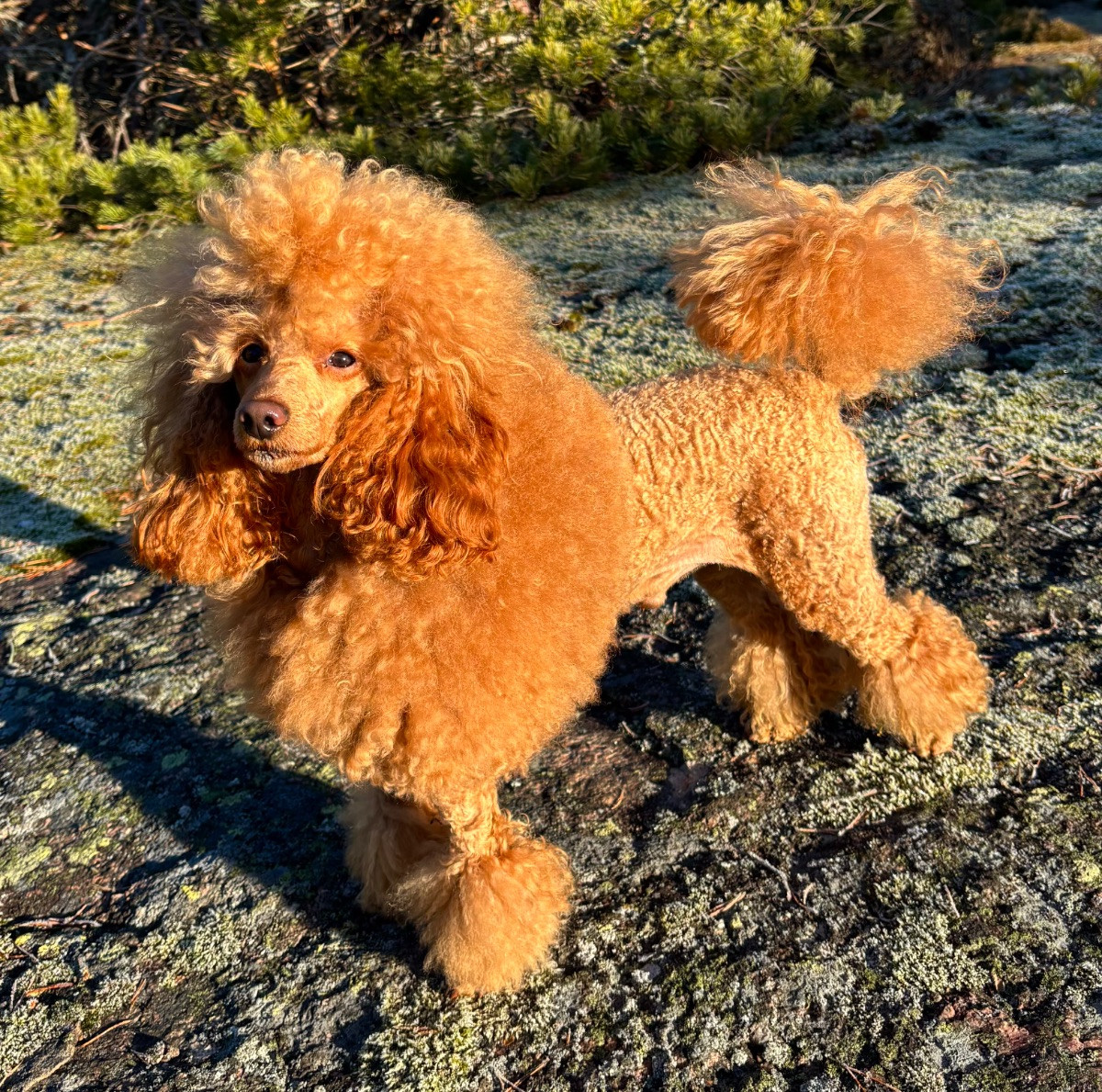 Miniature Poodle