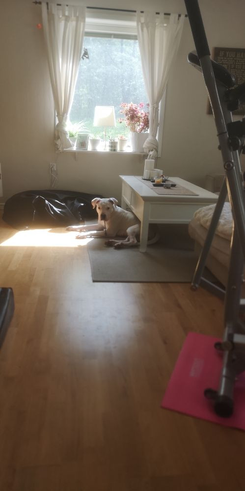 Dogo Argentino