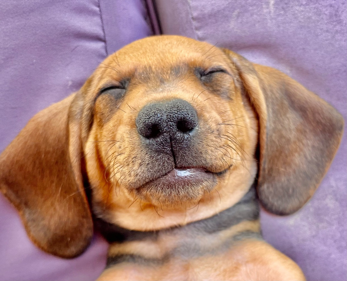 Steffantorpets