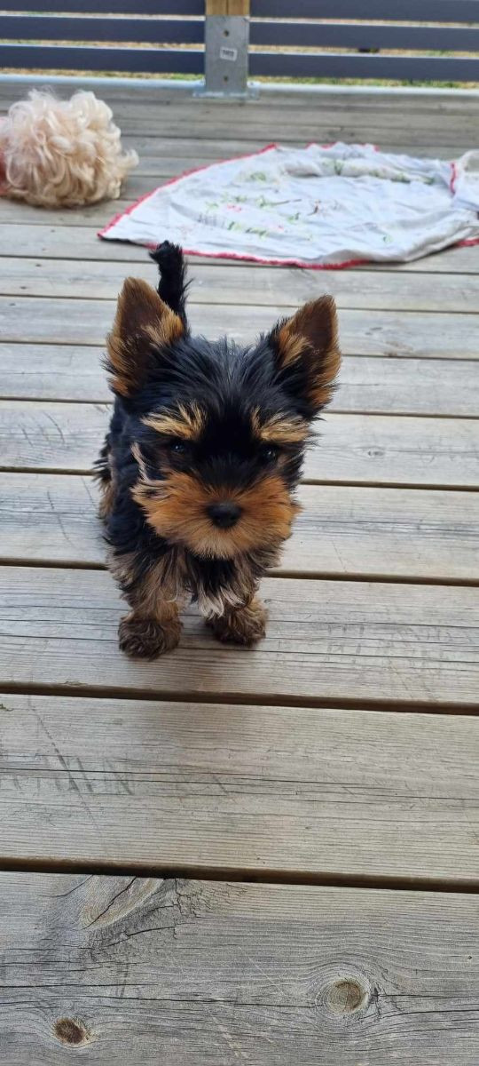 Yorkshire Terrier