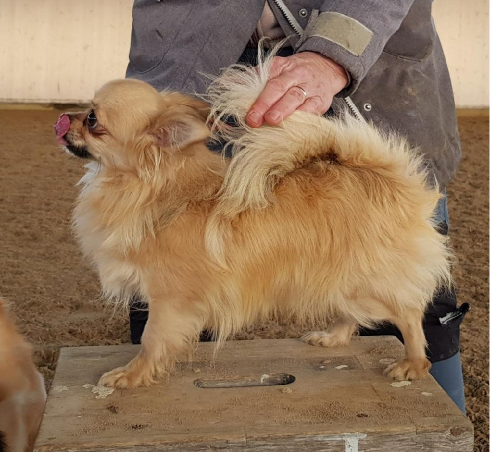 Chihuahua