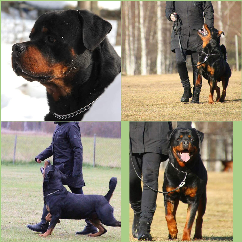 Rottweiler