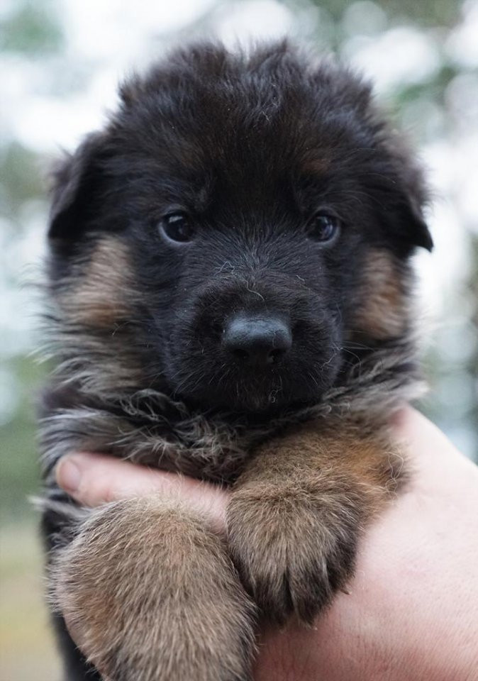 German Shepherd Dog